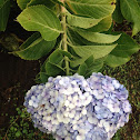 Hydrangea