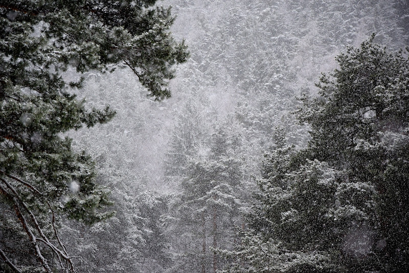 Bosco fatato di Niki