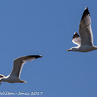 Yellow-legged Gull; Gaviota Patiamarilla