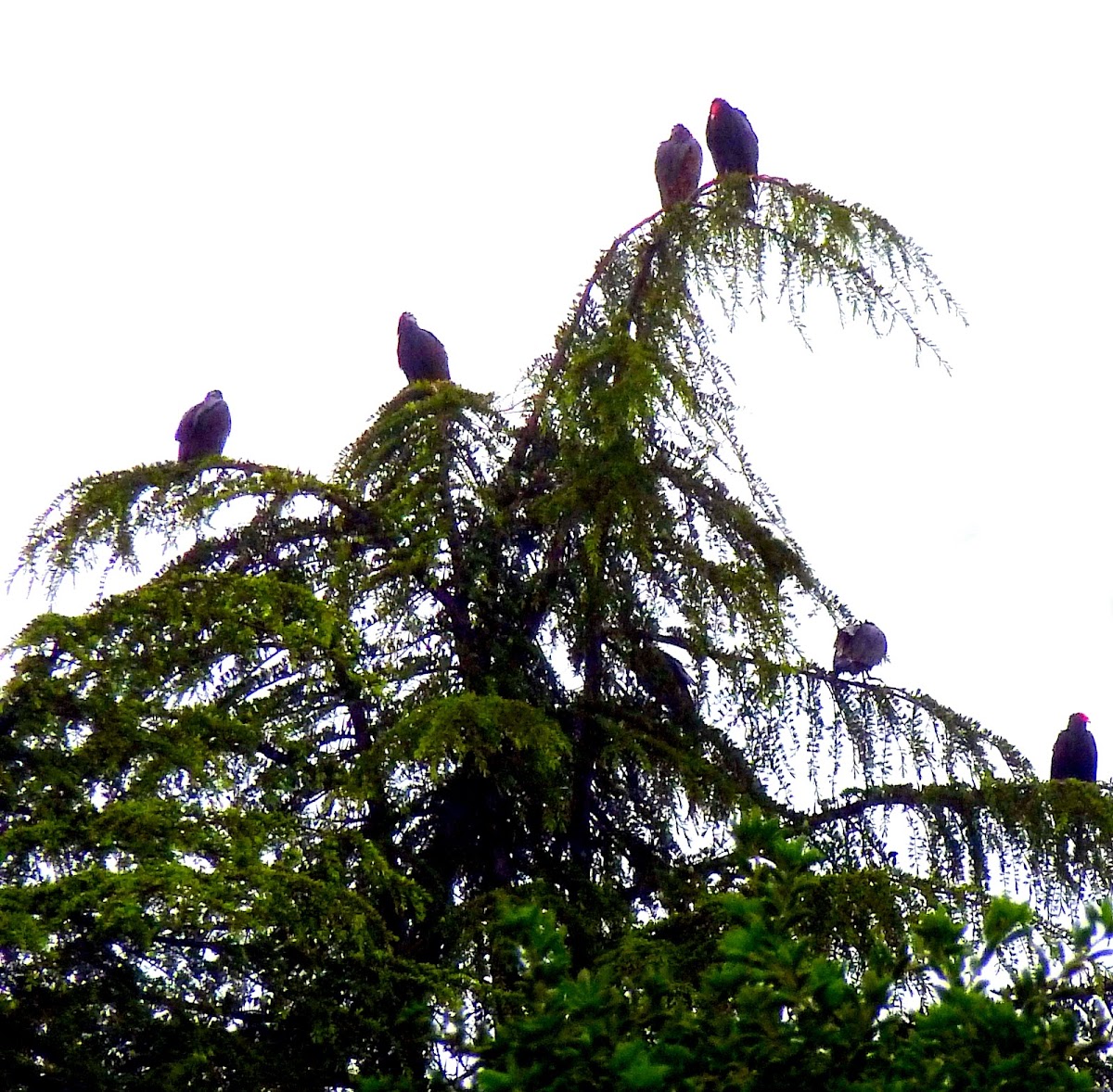 Turkey Vulture