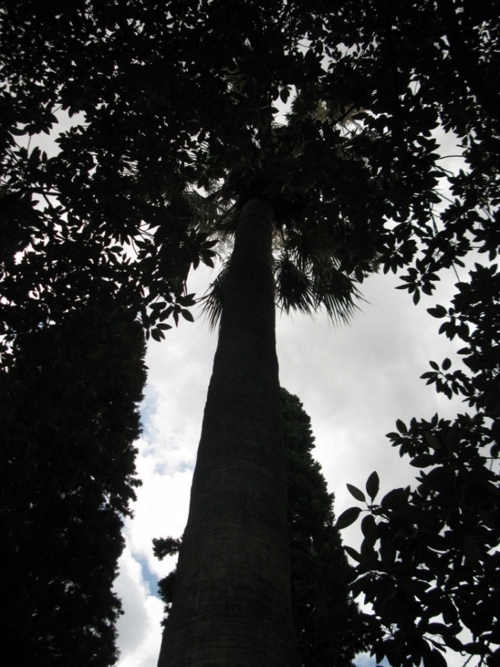 Albero di scapigliata