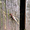 Snowy Tree Cricket