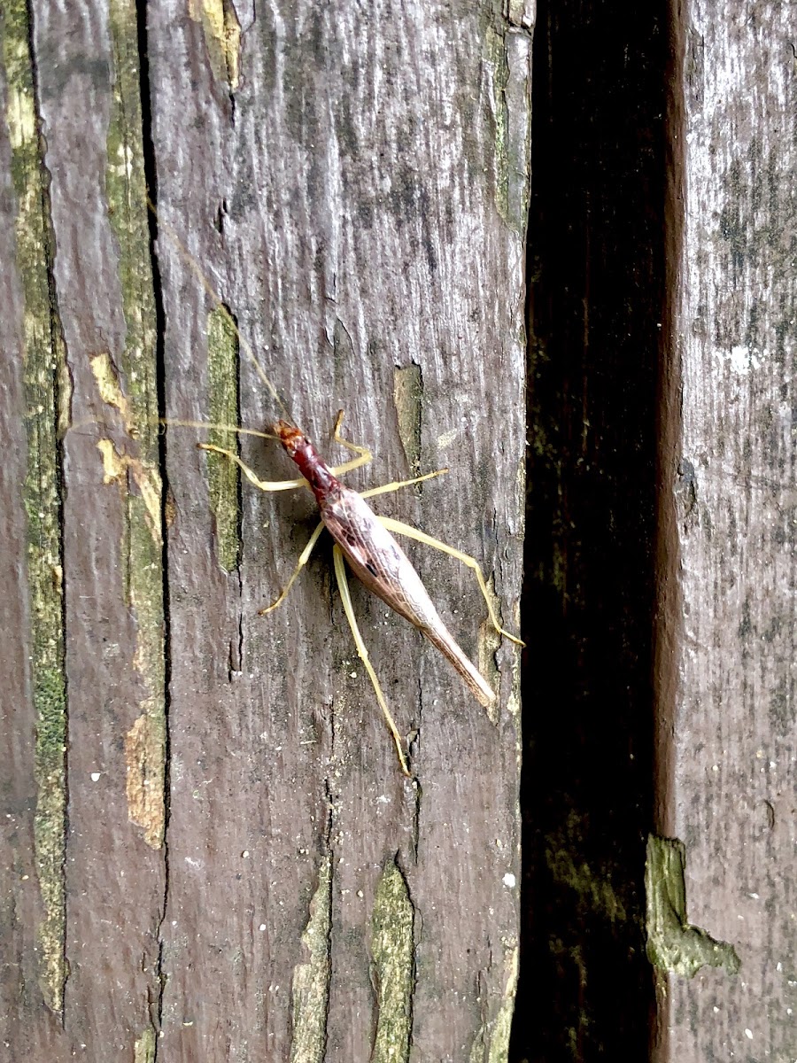 Snowy Tree Cricket