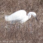 Little Egret; Garceta Común