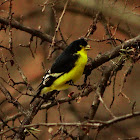 Lesser Goldfinch