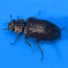 Helophorus sp.