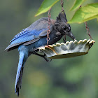 Steller's jay