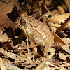 Woodhouse's Toad