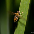 Hoverfly