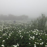 苗榜海芋園