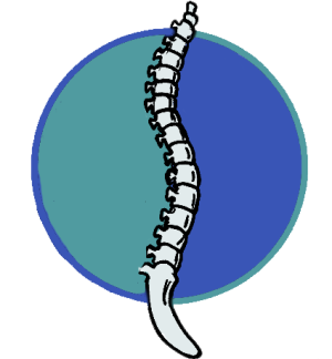Cape Ann Community Chiropractic logo