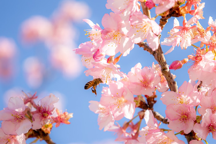 スカイライン GT-Rの目指せPickUpCars・左斜め前写真展・ドライブ・bnr34・河津桜に関するカスタム事例の投稿画像5枚目