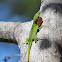 Green Anole