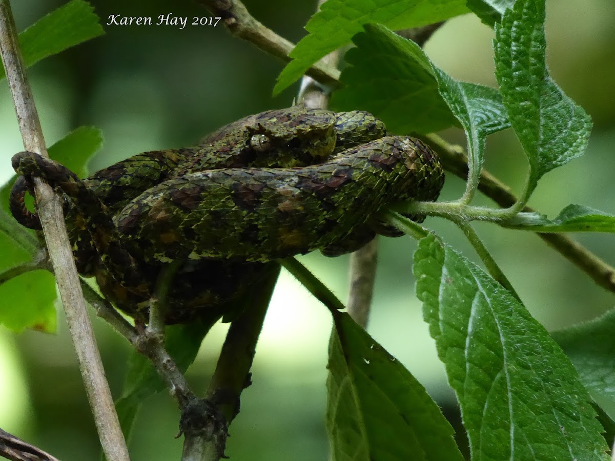 Eyelash Pitviper