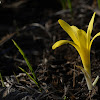 Tiny Sternbergia