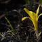 Tiny Sternbergia