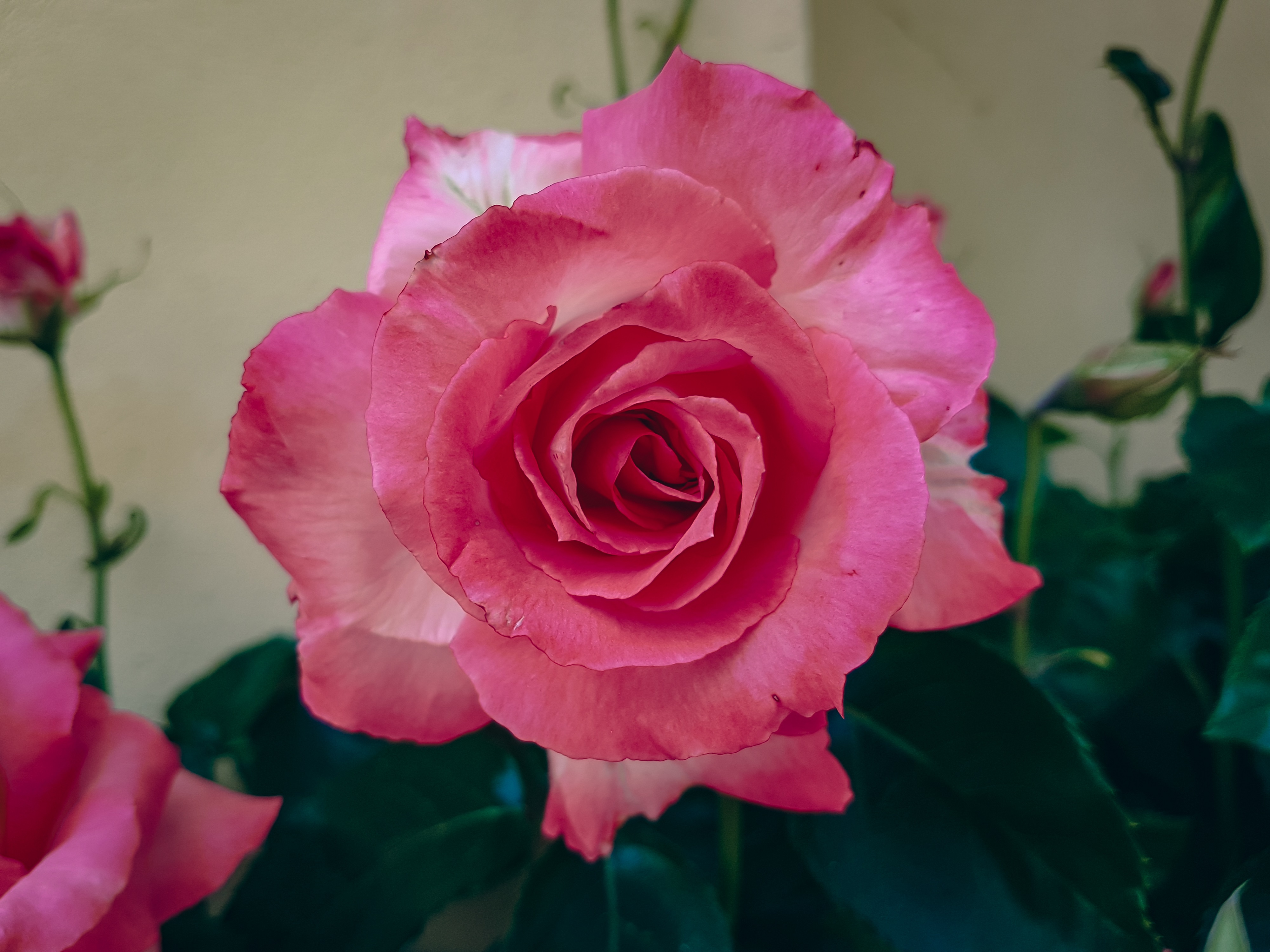 La rosa del mio giardino di Lely