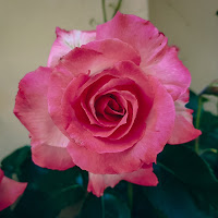 La rosa del mio giardino di 