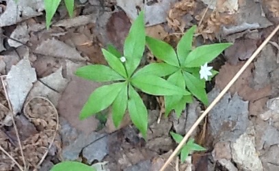 Starflower