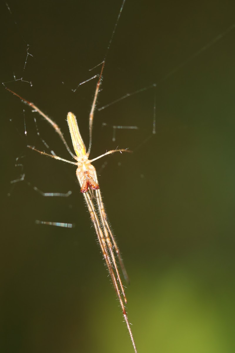 tetragnatha