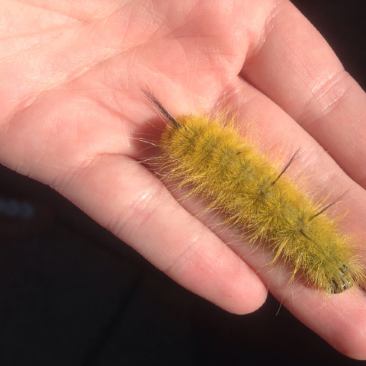 American Dagger Moth