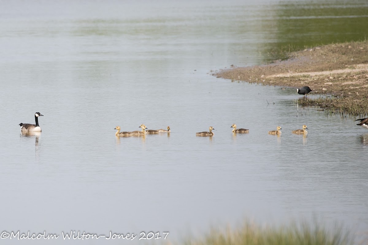 Canada Goose