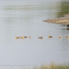 Canada Goose