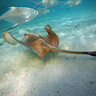 Cowtail stingray