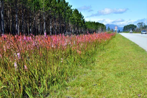 WILDLY BEAUTIFUL: Flowers line the N2 just near the turn off to SANParks's Storms River Mouth Rest Camp