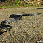 Eastern Black Kingsnake