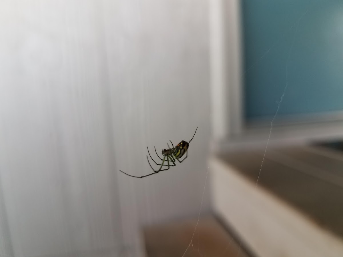 orchard spider