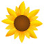 Sunflower Wallpapers Full HD New Tab