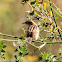 Zitting Cisticola; Buitrón