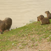 Capybara