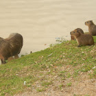 Capybara