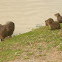 Capybara