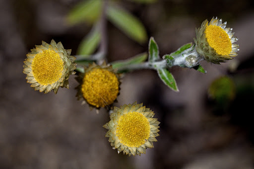 Helichrysum foetidum