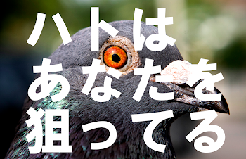 「ハトはあなたを狙ってる」のメインビジュアル