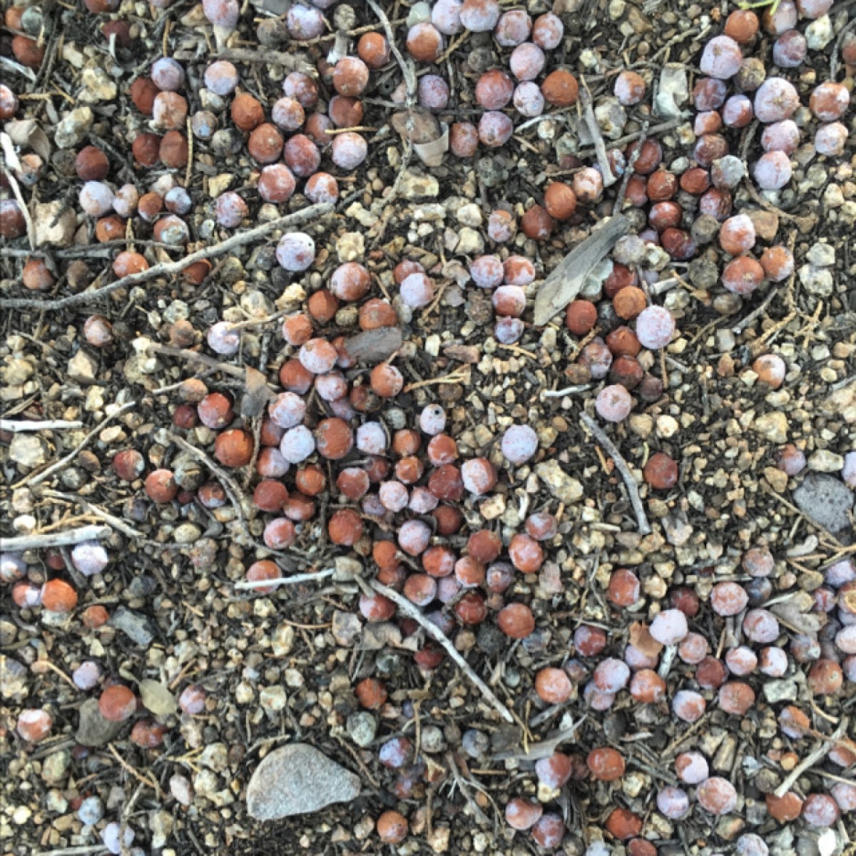 Juniper berries