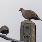 Collared Dove; Tórtola Turca