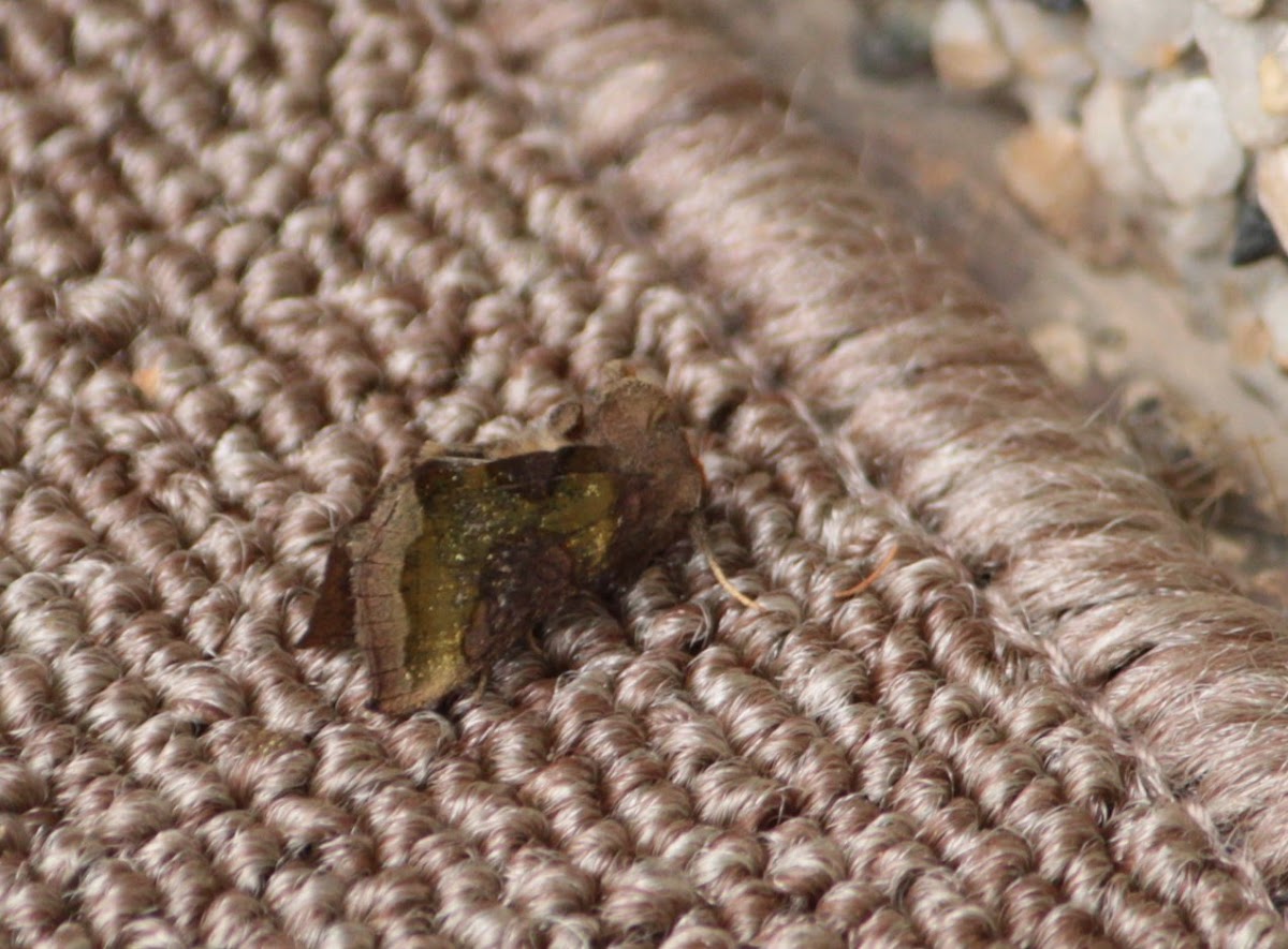 Slender burnished brass