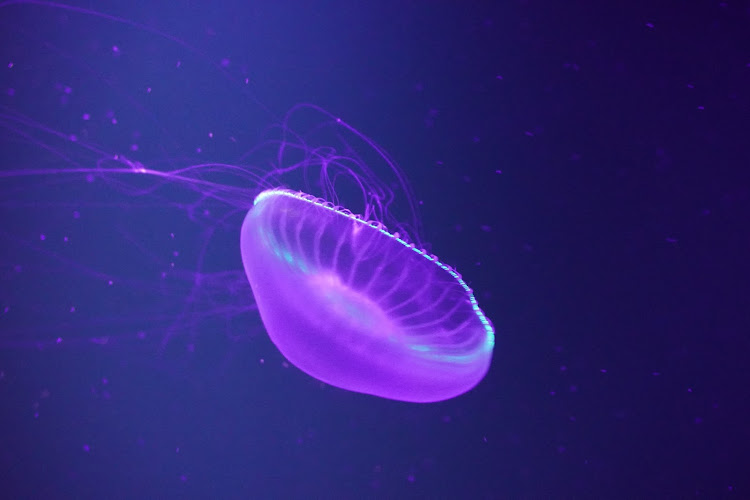 BRZのスッキリ晴れないかな・ドライブ・由良海岸・加茂水族館・熱中症に気をつけて!!に関するカスタム事例の投稿画像7枚目