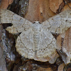 Geometrid Moth