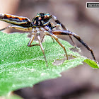 Jumping spider