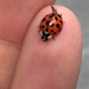 Coccinelle asiatique multicolore