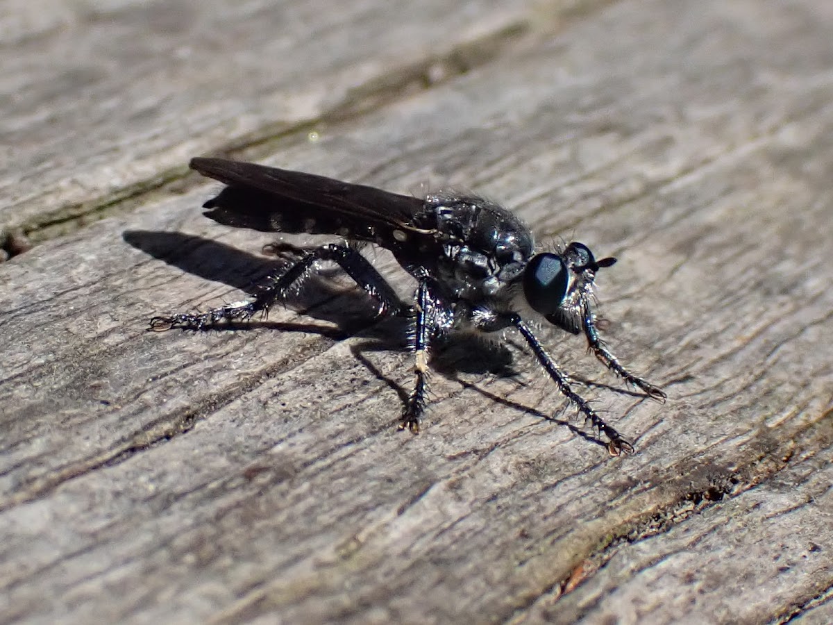 Small robber fly