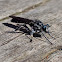 Small robber fly