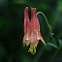 Wild Columbine