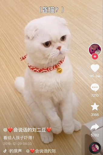 Some of China’s Most Paw-pular Influencers Are Four-Legged