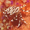 Zebra Crab